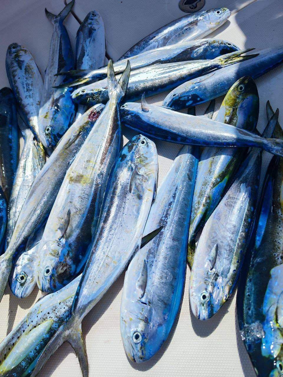 A deck covered with freshly caught mahi-mahi (dolphinfish)