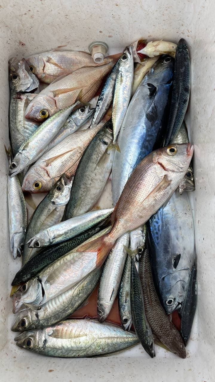 A cool box holding a mixed catch of sea bream, mackerel and two tuna-family fish from a boat trip