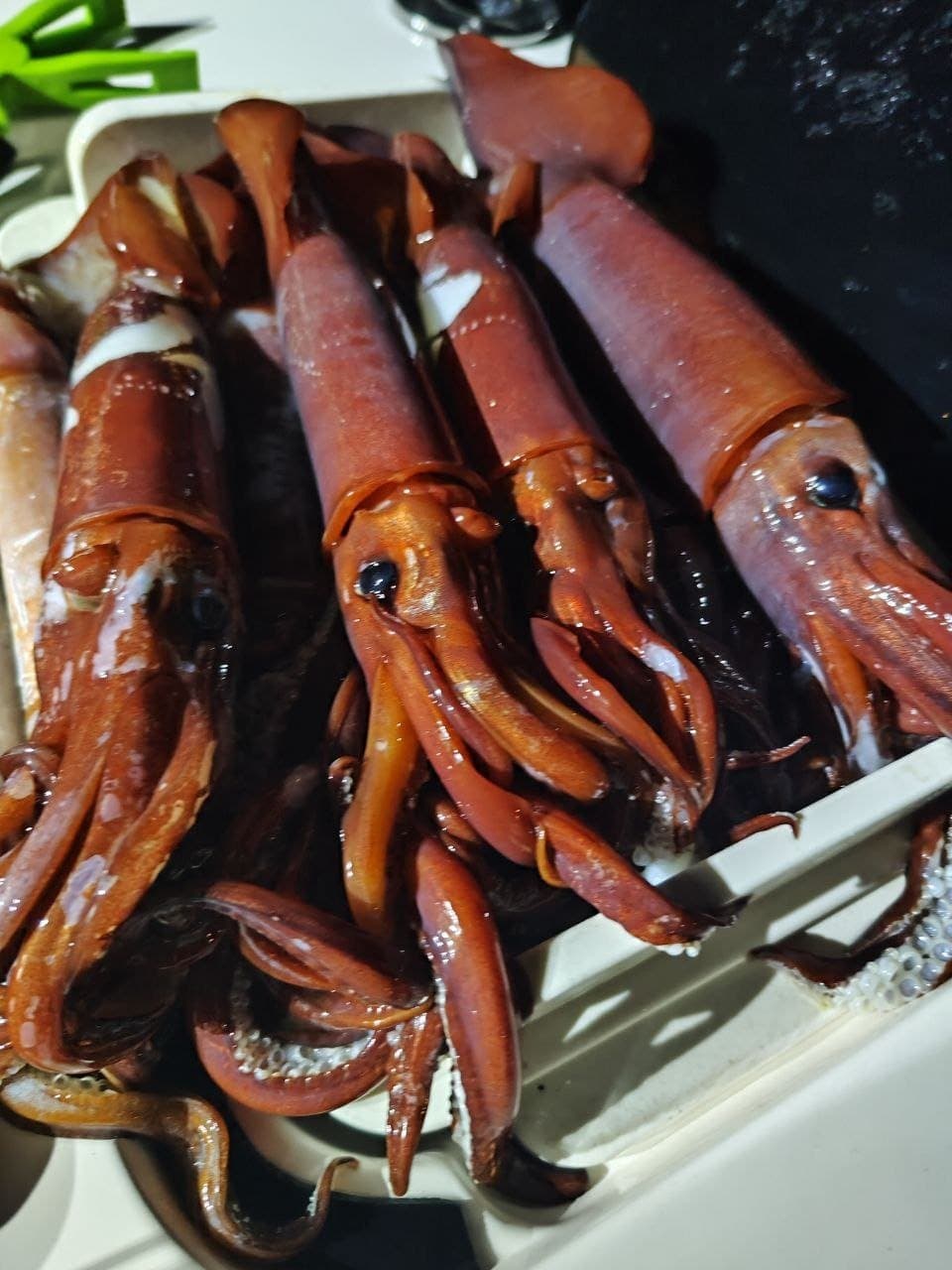 A tray of freshly caught squid on a boat